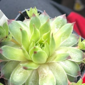 Meet your Posher, Ismael